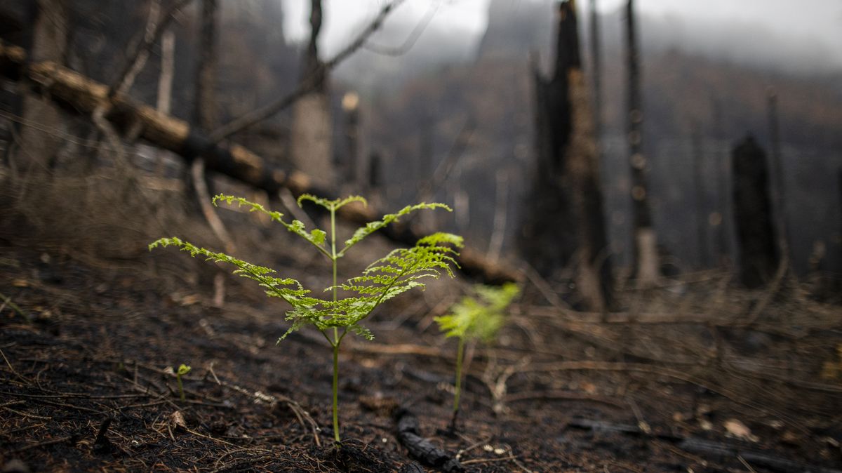 „Neměňme národní parky.“ Experti po požáru u Hřenska varují před emocemi
